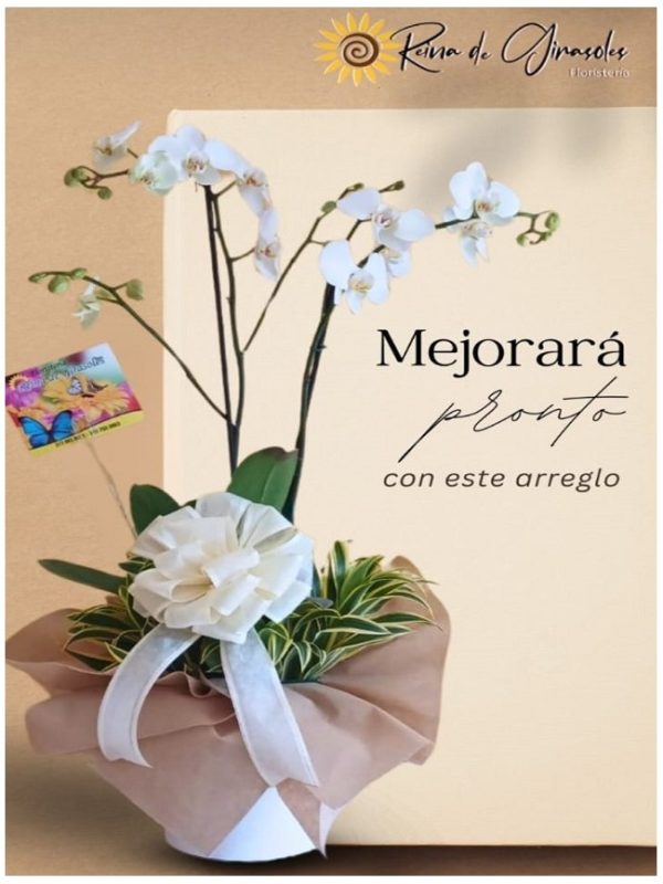 ORQUIDEA 48 MATA